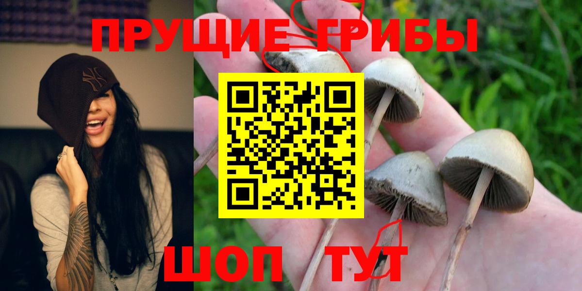 Тольятти  где продают наркотики  Вход с VPN  Галлюциногенные грибы мухоморы 